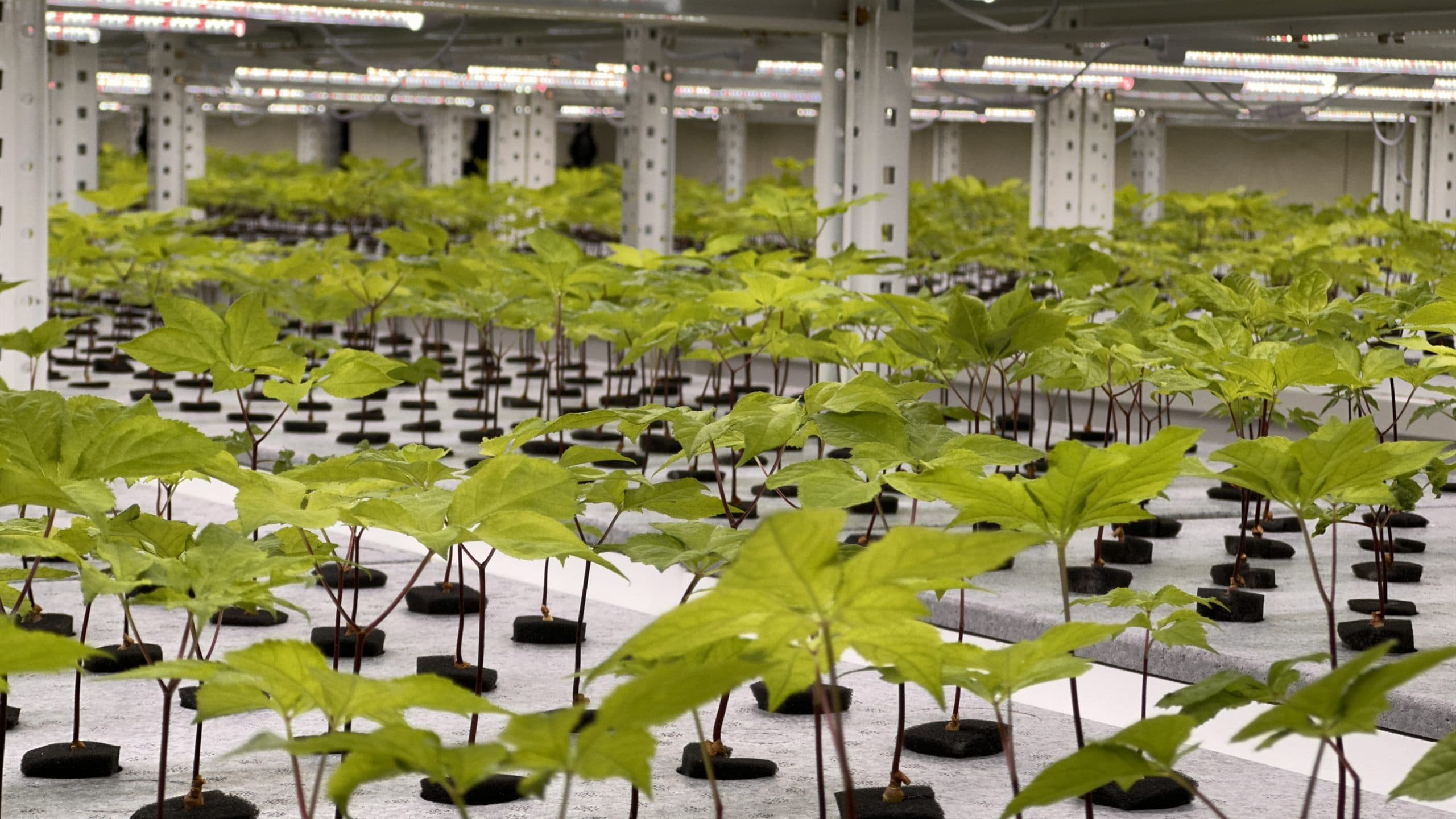 Precision vertical farm production hall